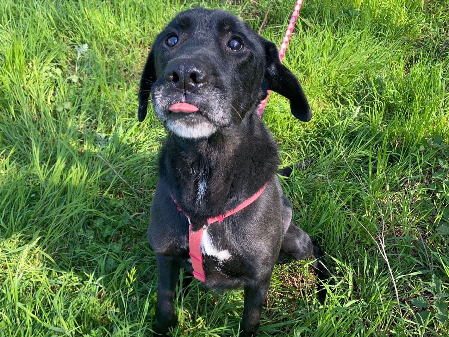 Vuoi adottare un cane a Torino?
