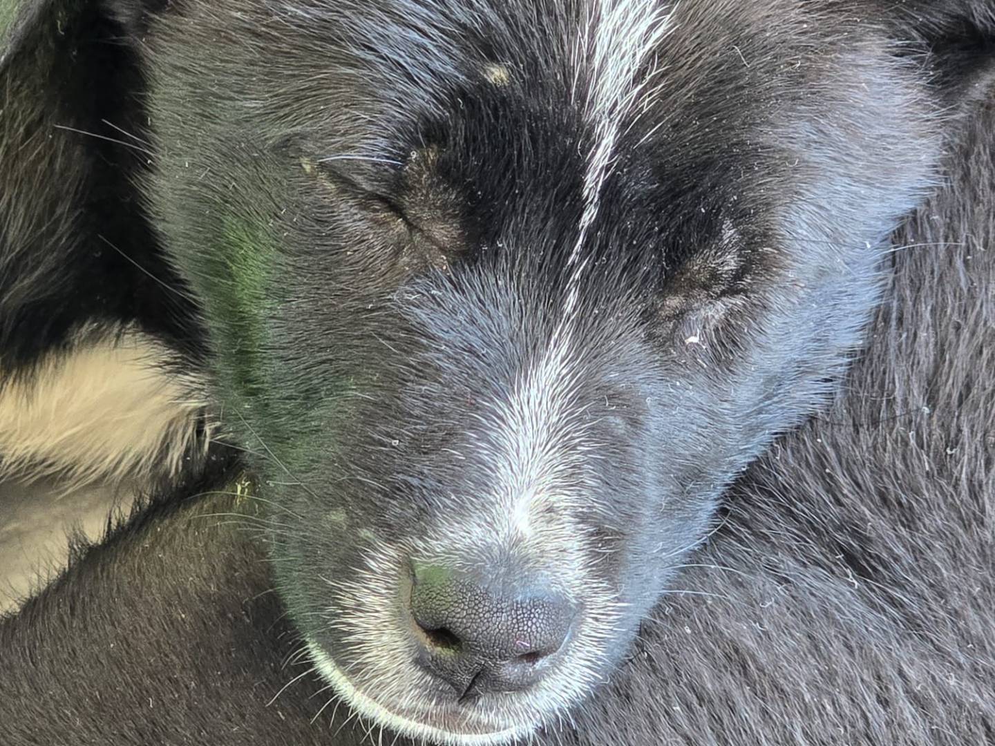 Foto dell'animale