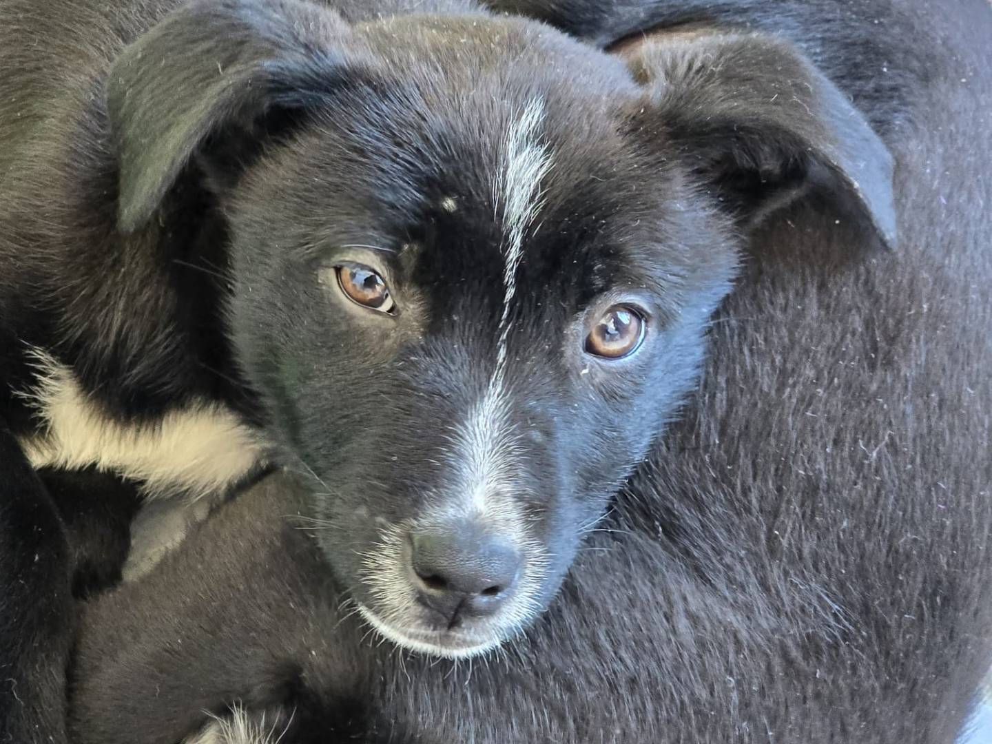 Adotta un cane, taglia media contenuta, femmina, Napoli