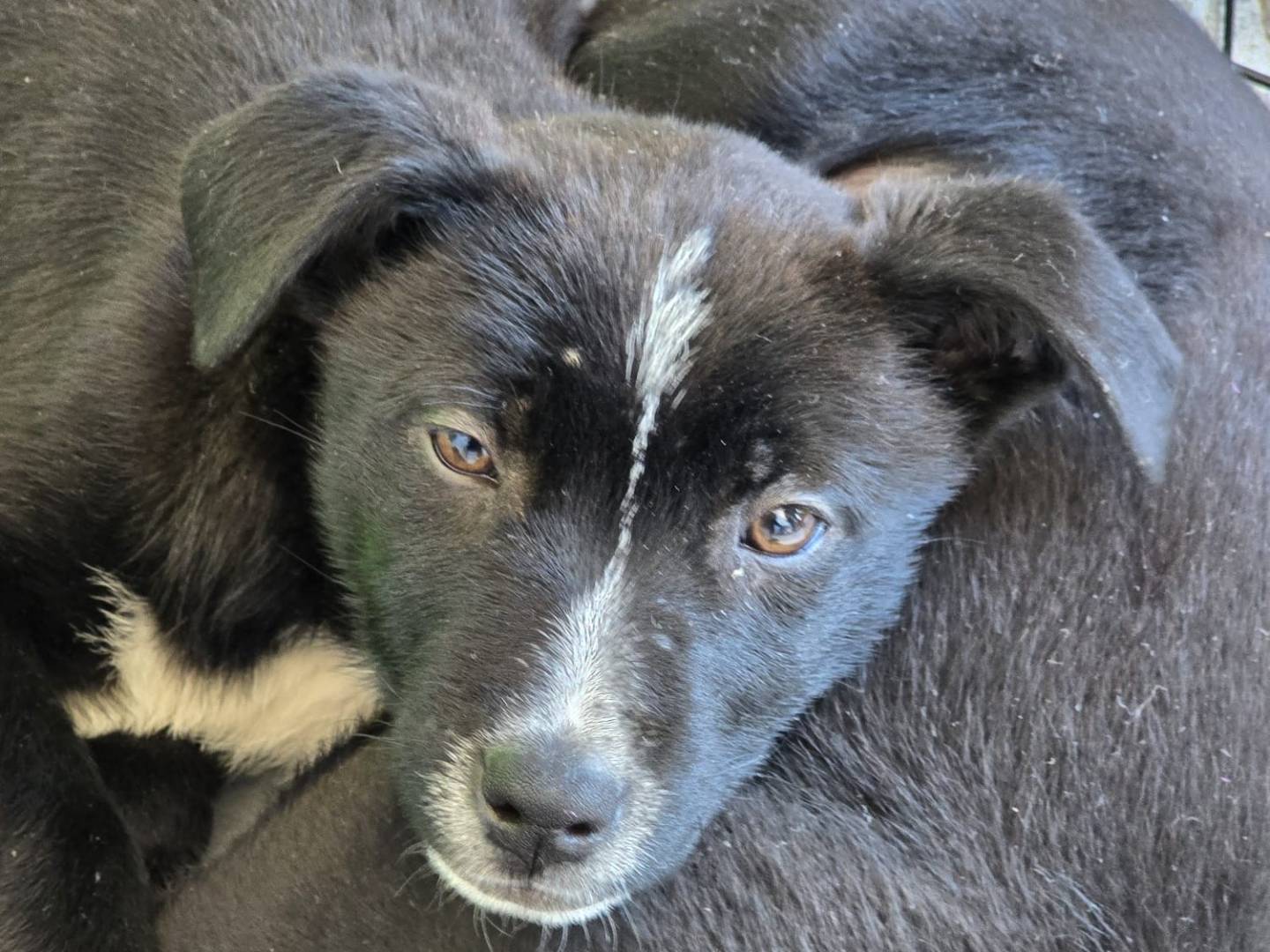 Vuoi adottare un cane a Napoli?