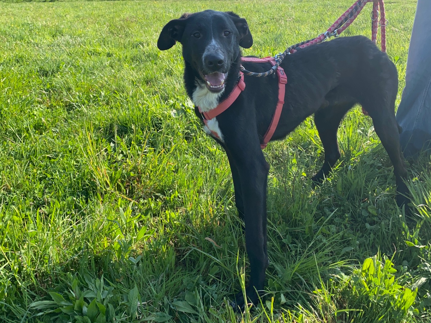 Adotta un cane, taglia media, maschio, Varese