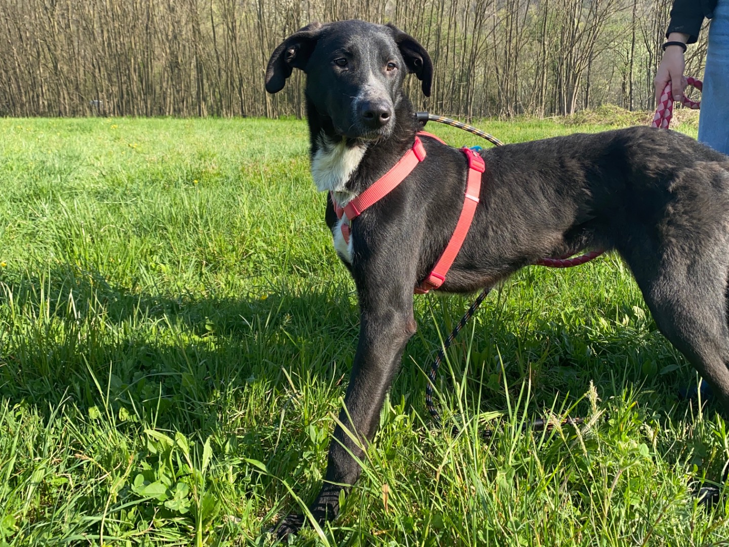 Vuoi adottare un cane a Varese?