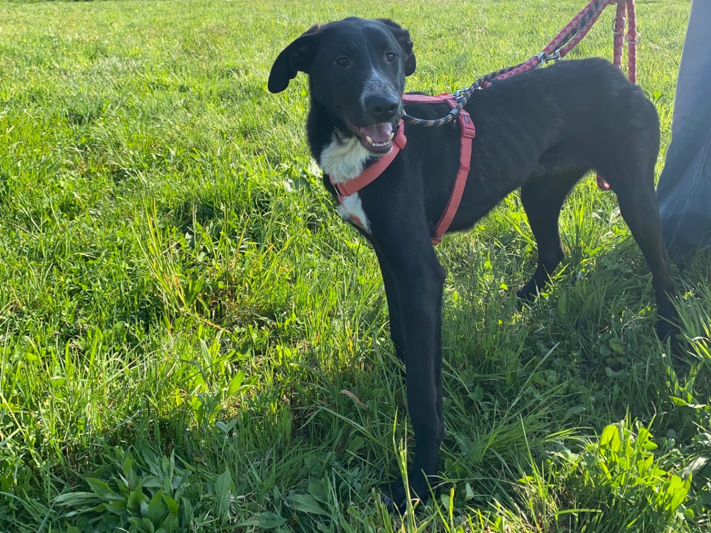 Adotta il cane Deo a Varese