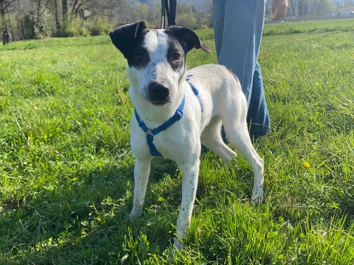 Adotta un cane, femmina, 1 anno e 2 mesi , Varese
