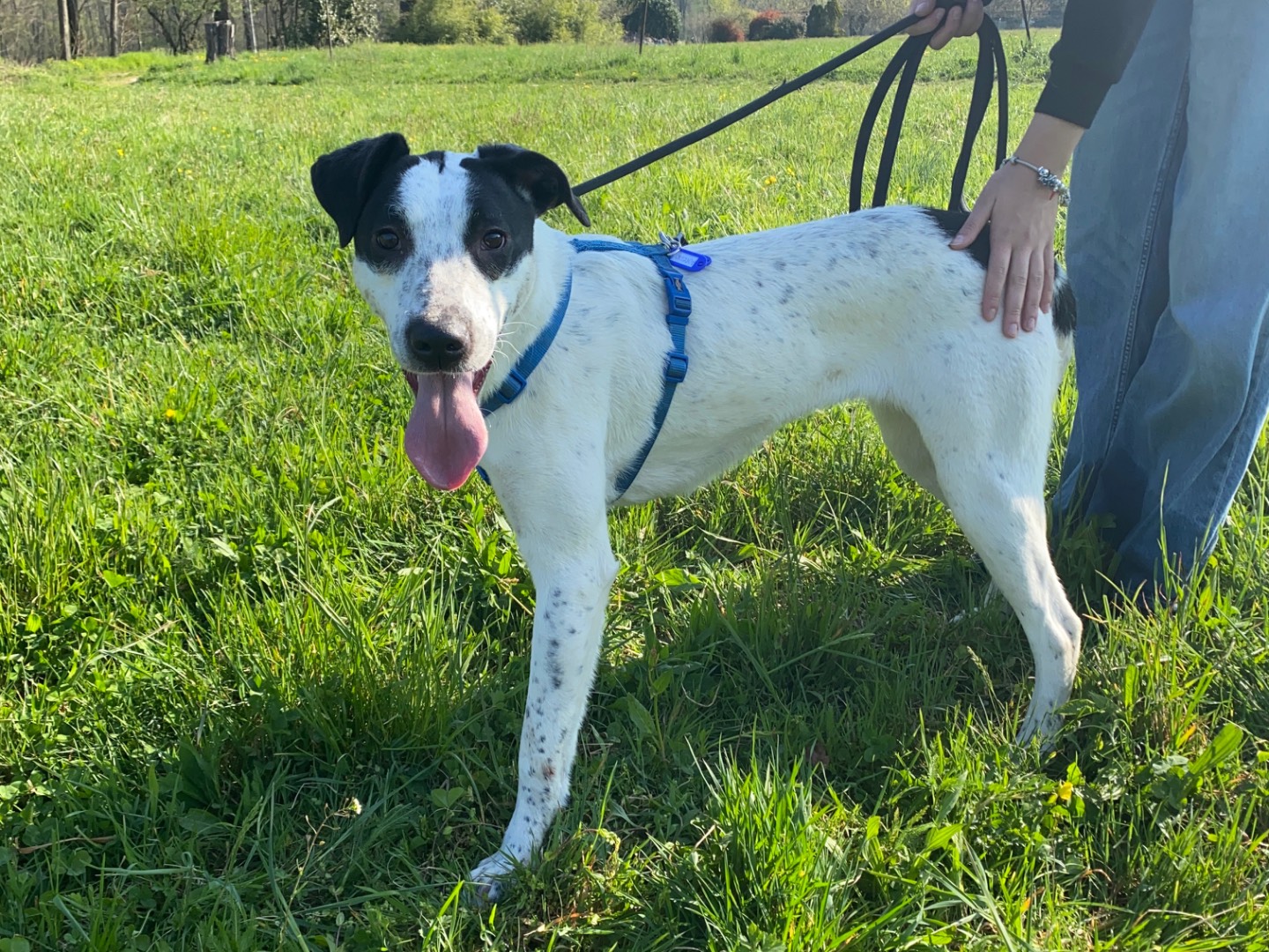 Adotta un cane, taglia media, femmina, Varese