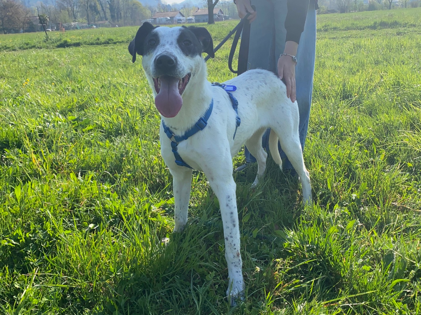 Vuoi adottare un cane a Varese?