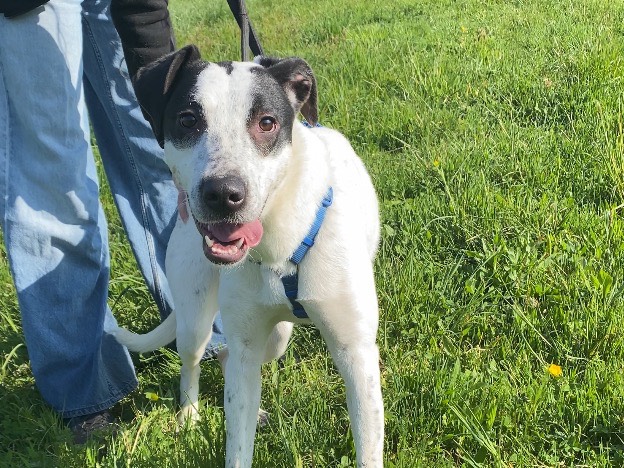 Adotta il cane Olimpia a Varese