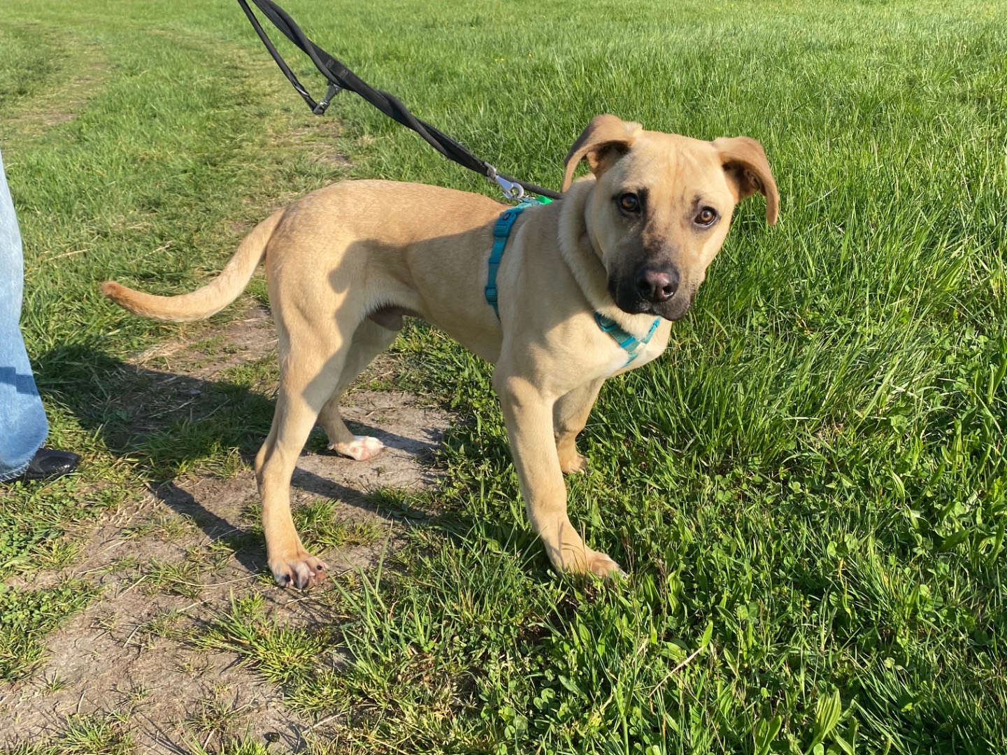 Adotta un cane, maschio, 5 mesi, Varese