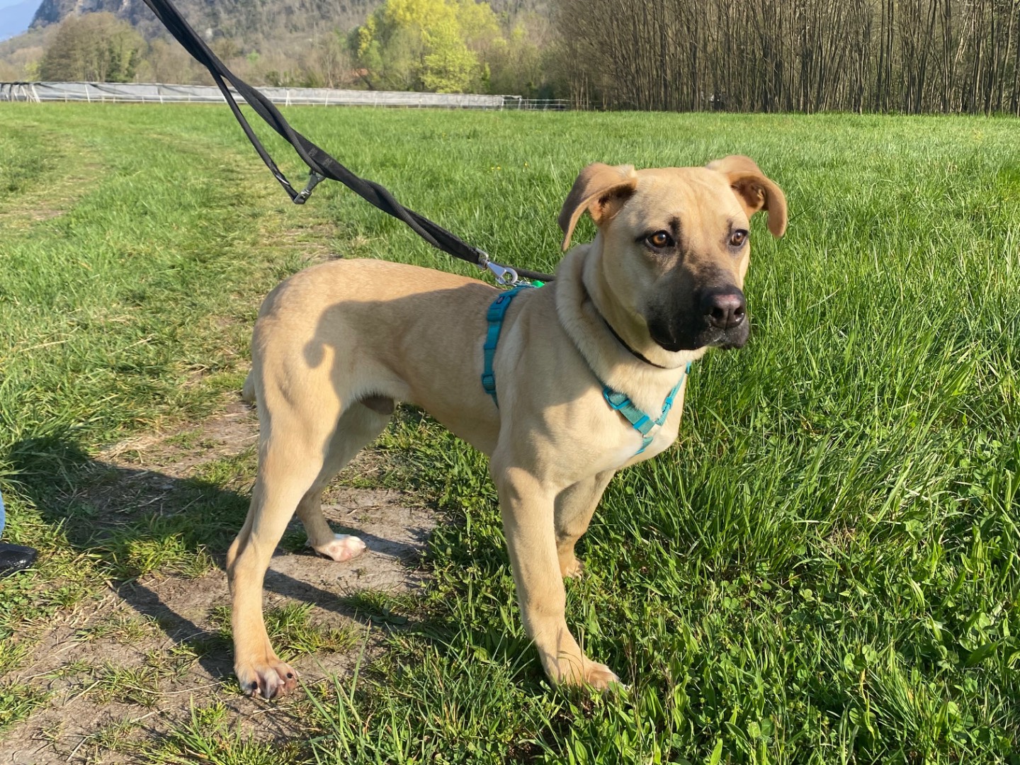 Adotta un cane, taglia media, maschio, Varese