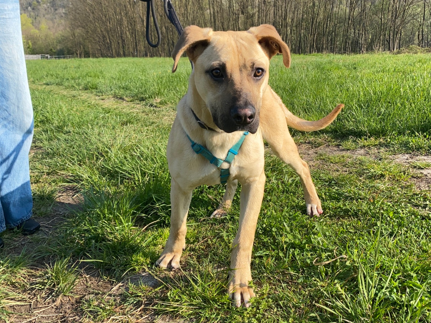 Vuoi adottare un cane a Varese?