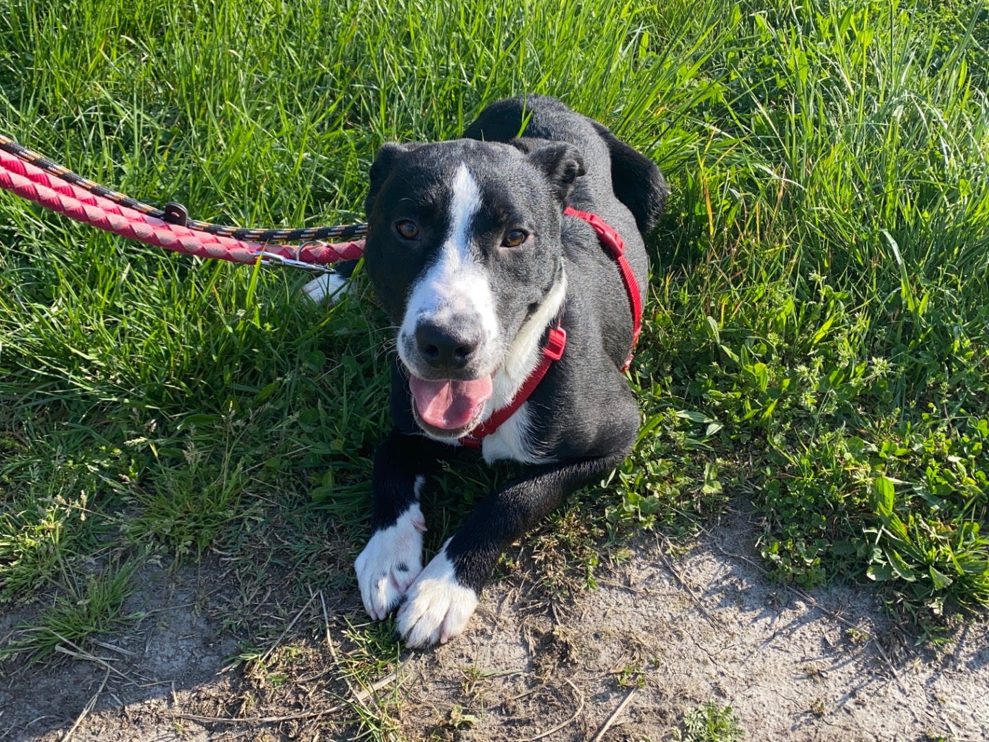 Adotta un cane, maschio, 1 anno, Varese