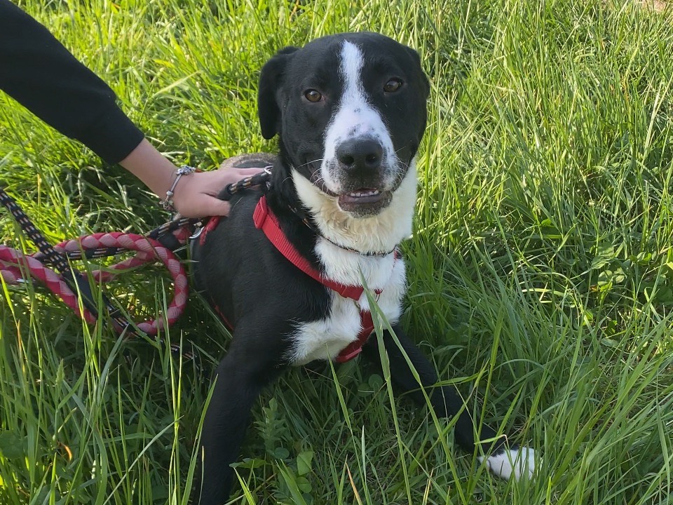 Adotta un cane, taglia media, maschio, Varese
