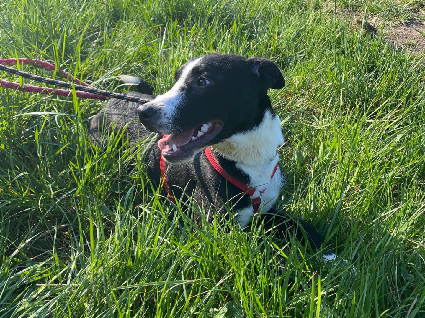 Adotta il cane Tartufo a Varese