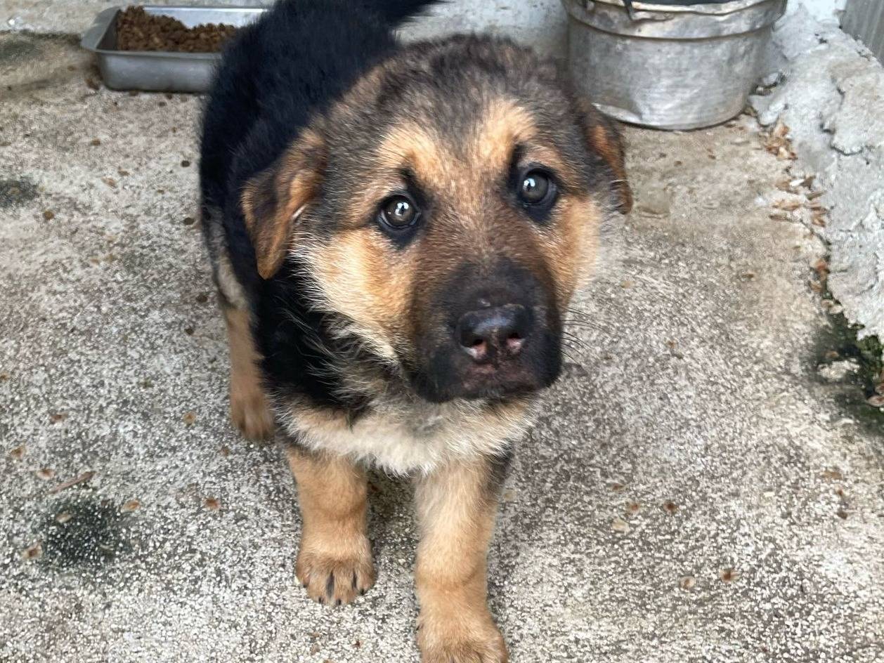 Adotta un cane, femmina, 1 anno, Frosinone