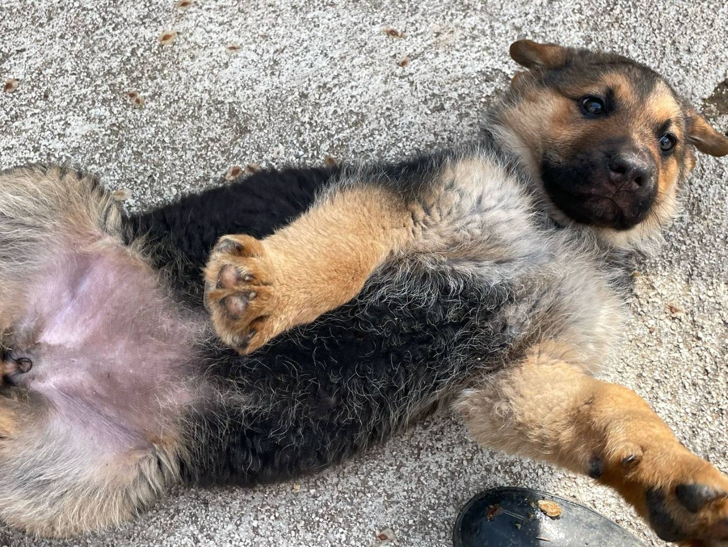 Adotta un cane, taglia grande, femmina, Frosinone