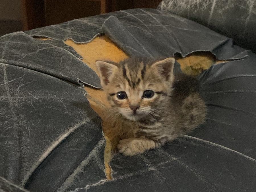 Adozione gatto, maschio, Razza sconosciuta Razza sconosciuta, 1 mesi, taglia non valida, Siracusa