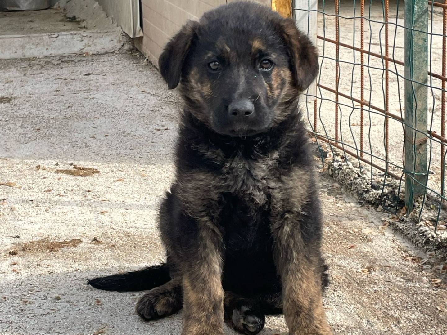 Adotta un cane, femmina, 1 anno, Frosinone