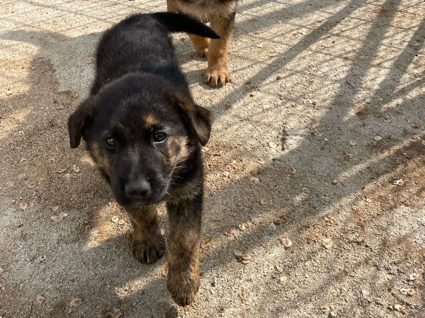 Vuoi adottare un cane a Frosinone?