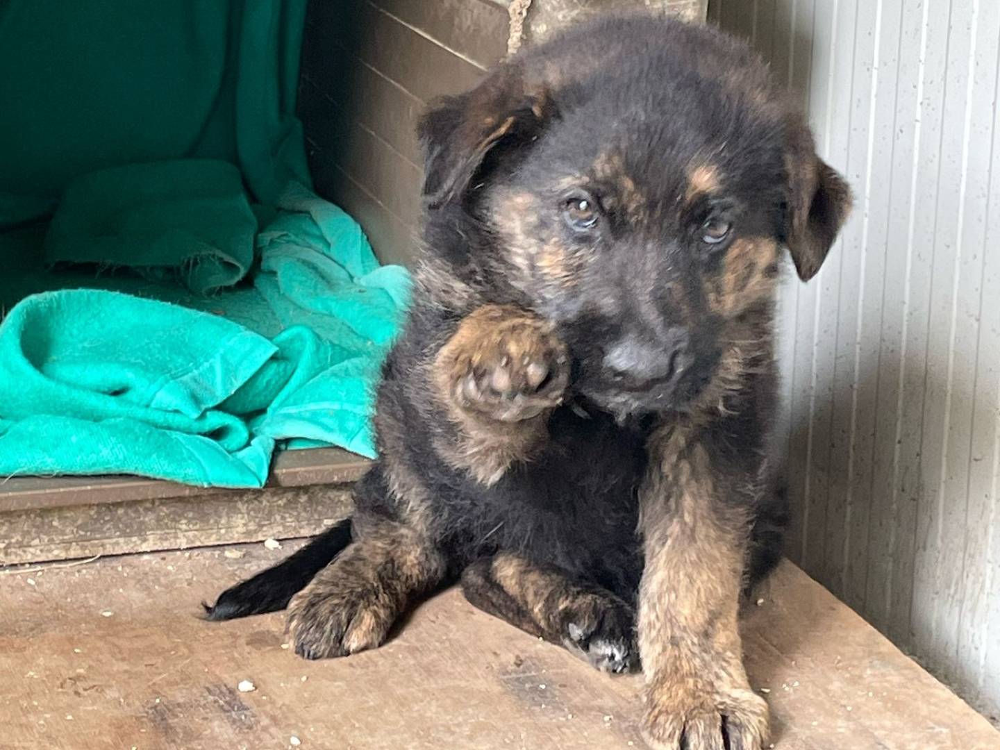 Adotta il cane ARIEL a Frosinone