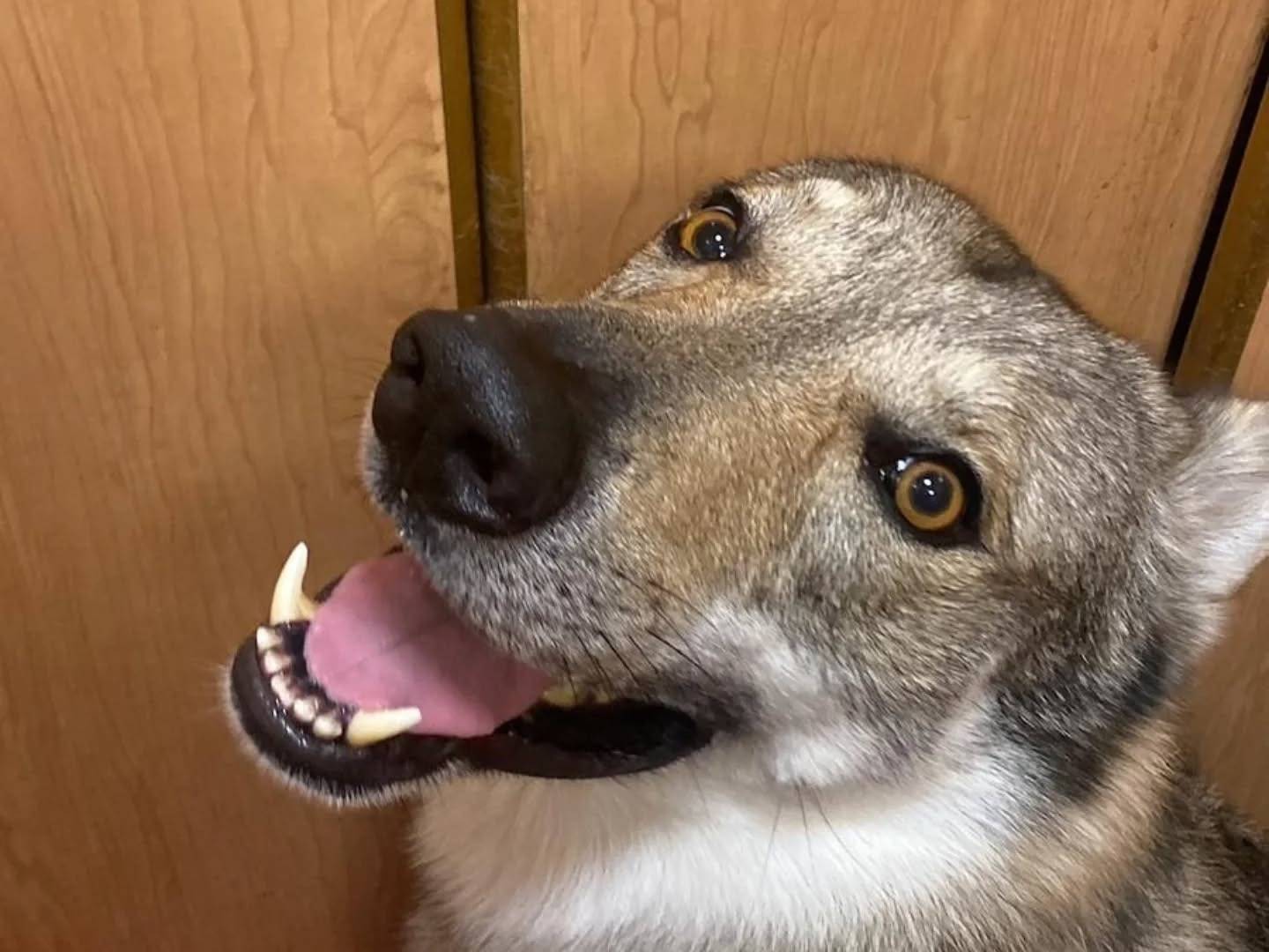 Adotta un cane, maschio, 6 anni  e 4 mesi , Latina