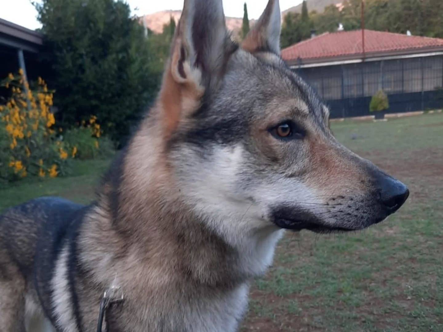 Adotta un cane, taglia grande, maschio, Latina