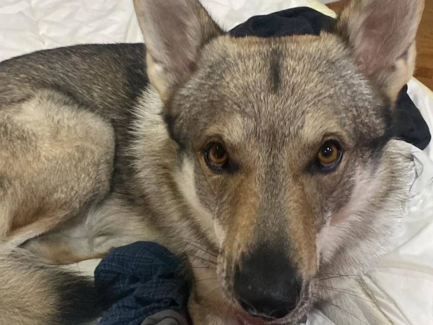 Vuoi adottare un cane a Latina?