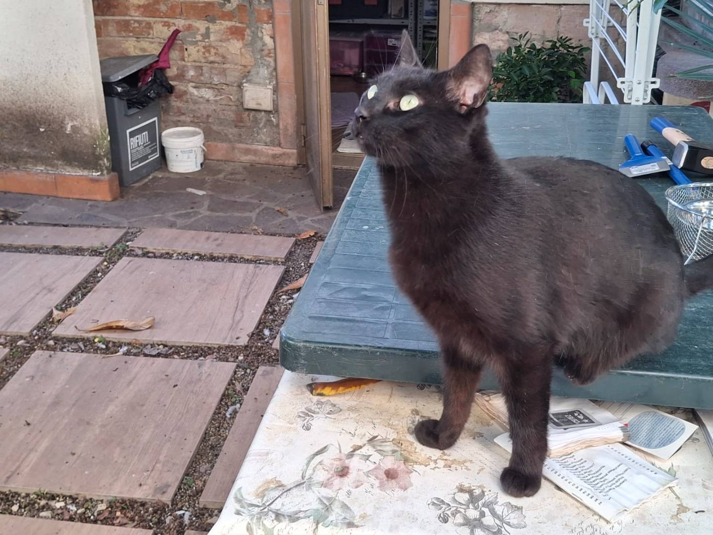 Adotta un gatto, maschio, 3 anni  e 9 mesi , Firenze