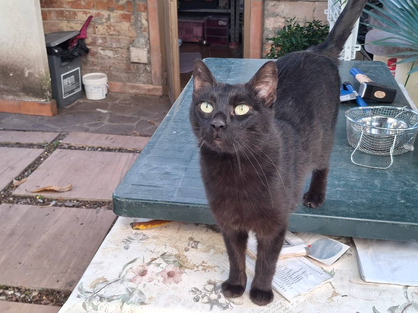 Adotta un gatto, taglia non valida, maschio, Firenze