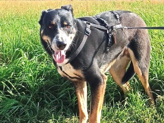 Adotta il cane Rocky a Milano