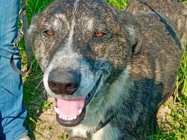 Adotta un cane, maschio, 4 anni  e 4 mesi , Milano