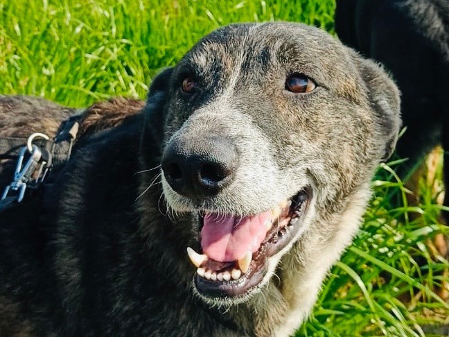 Adotta un cane, taglia grande, maschio, Milano