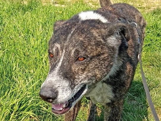 Vuoi adottare un cane a Milano?