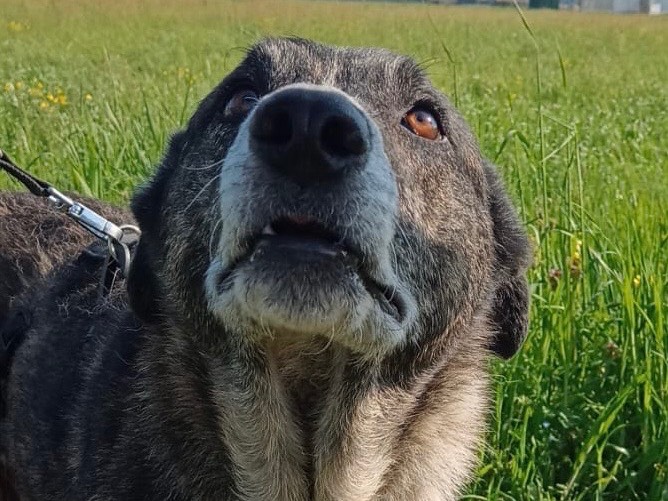 Adotta il cane Thor a Milano