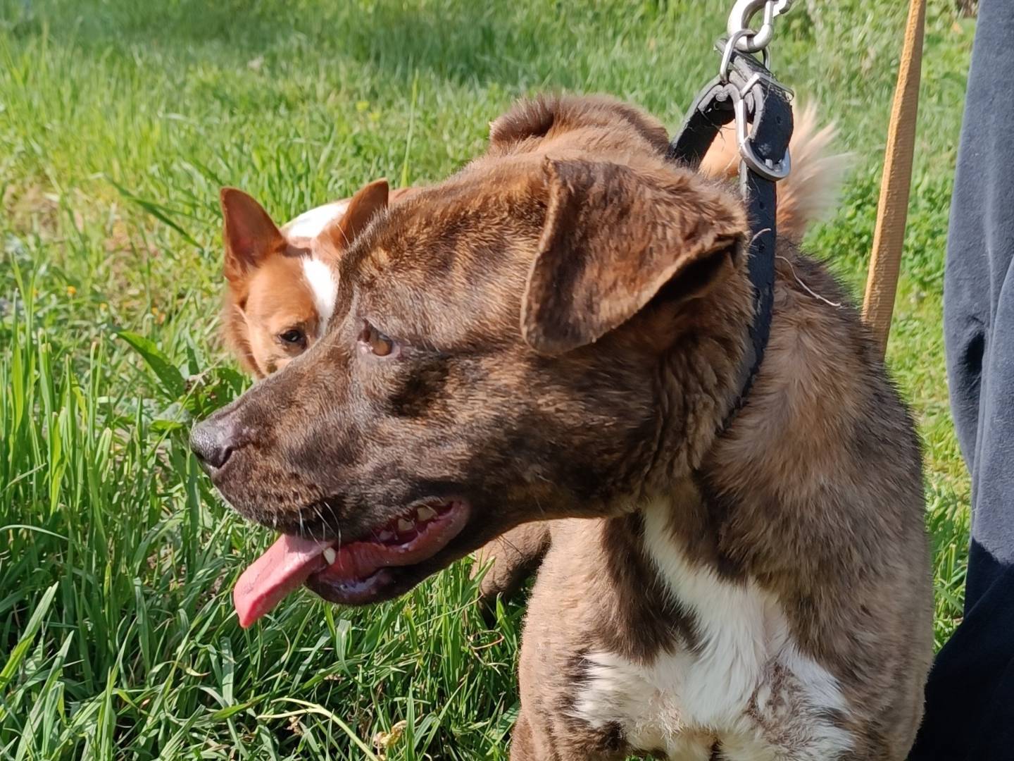 Adotta un cane, femmina, 1 anno, Benevento