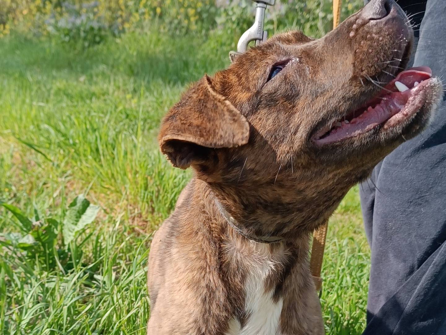 Adotta un cane, taglia media contenuta, femmina, Benevento