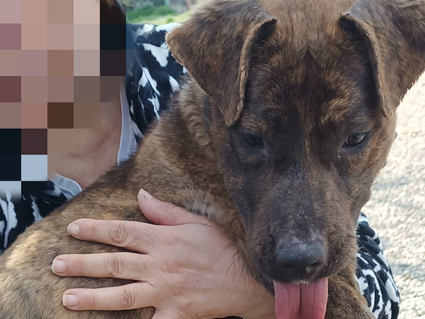 Vuoi adottare un cane a Benevento?