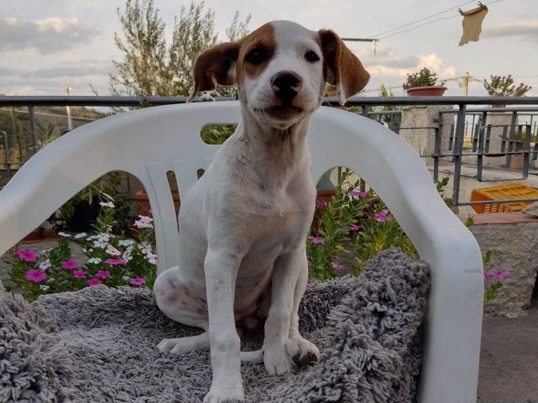 Adotta un cane, taglia piccola, maschio, Catania