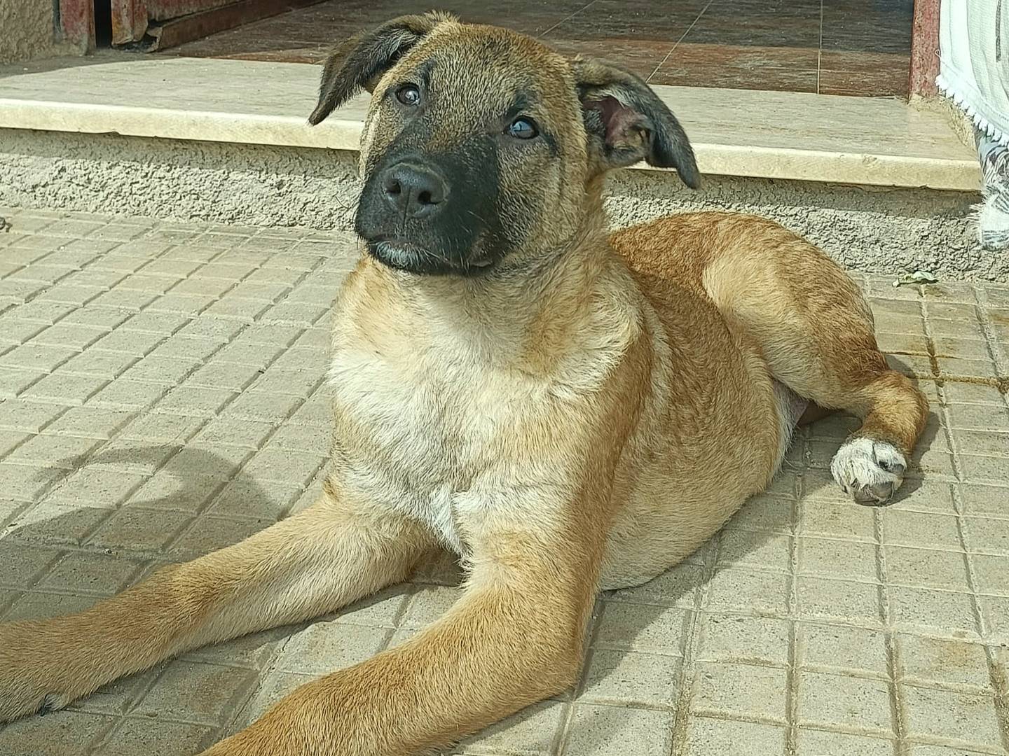 Adotta un cane, maschio, 4 mesi, Palermo