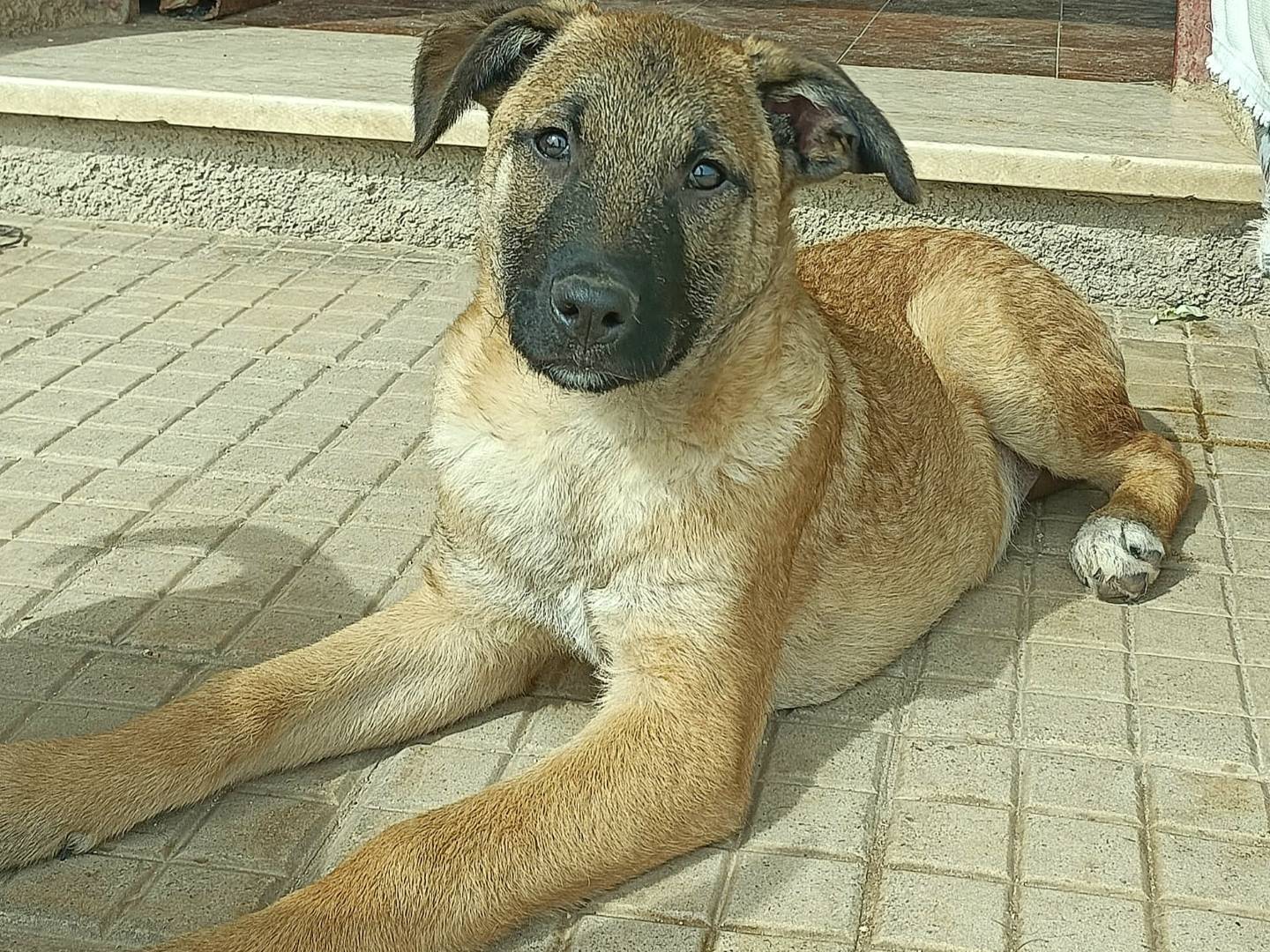 Adotta un cane, taglia media, maschio, Palermo