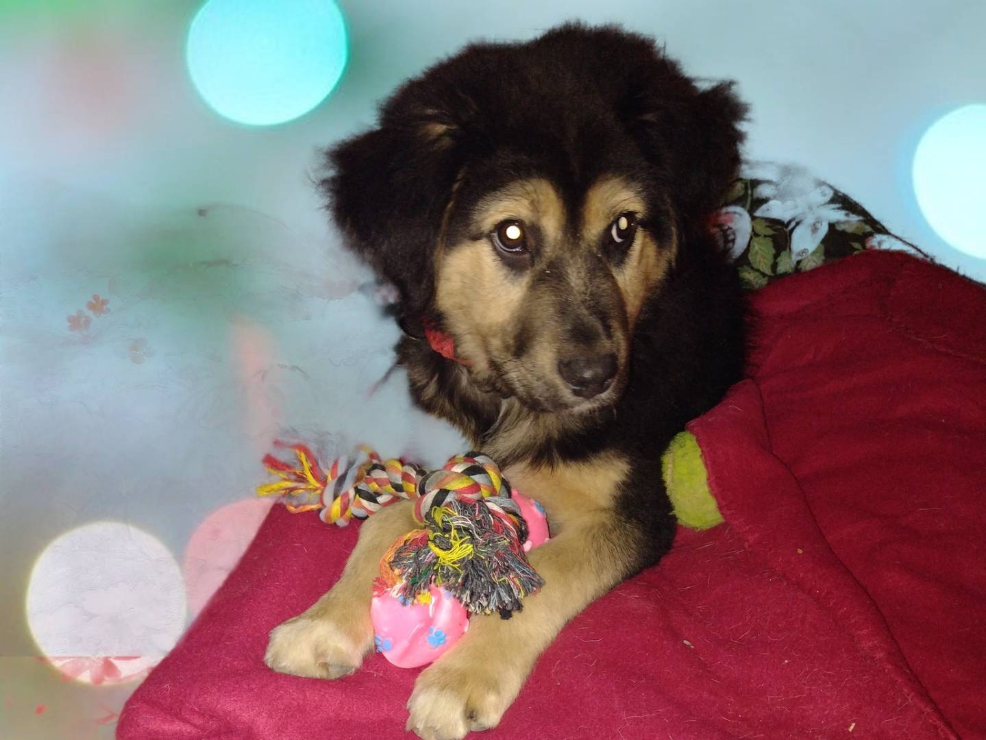 Adotta un cane, maschio, 3 mesi, Catania