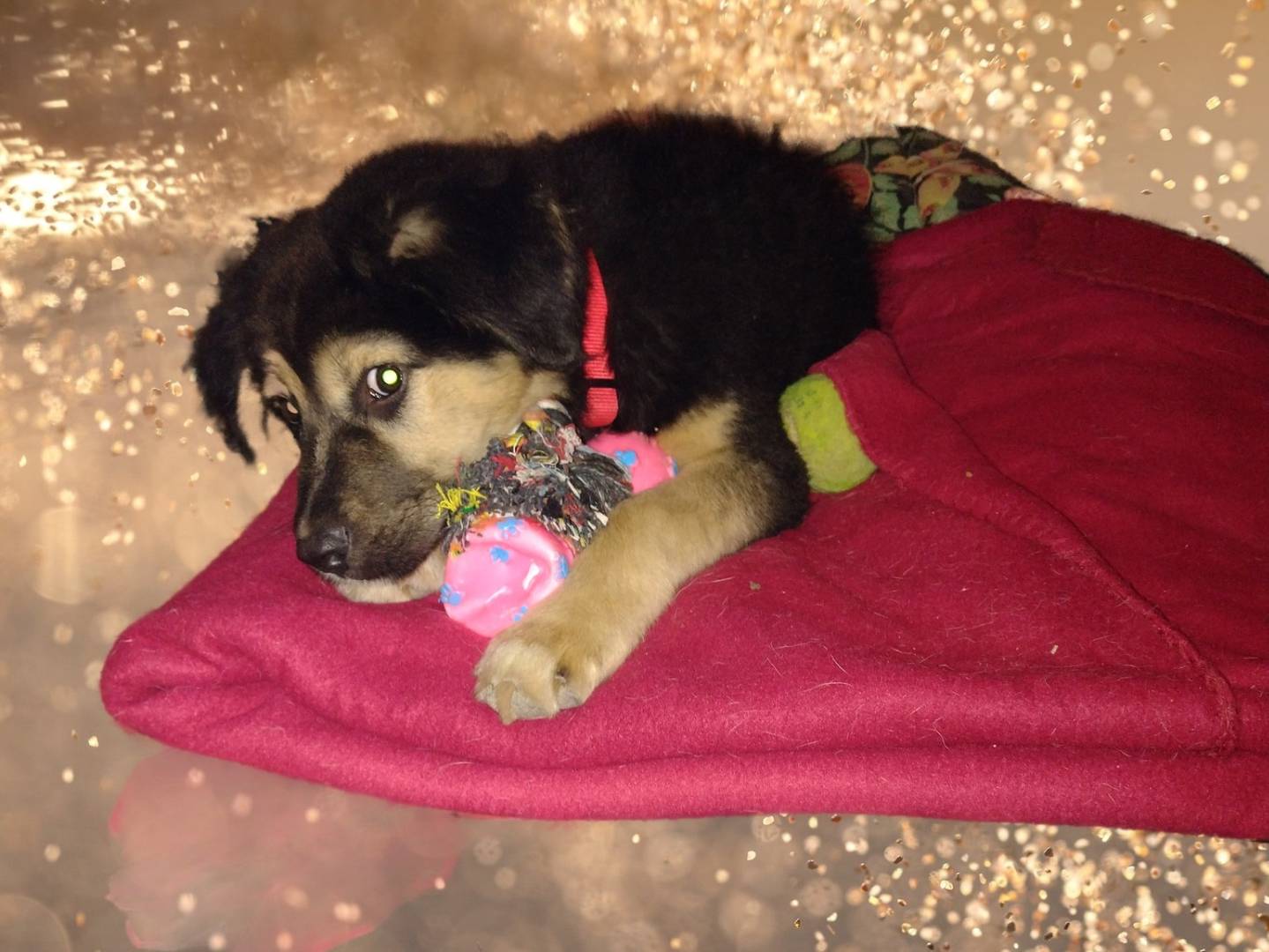 Vuoi adottare un cane a Catania?
