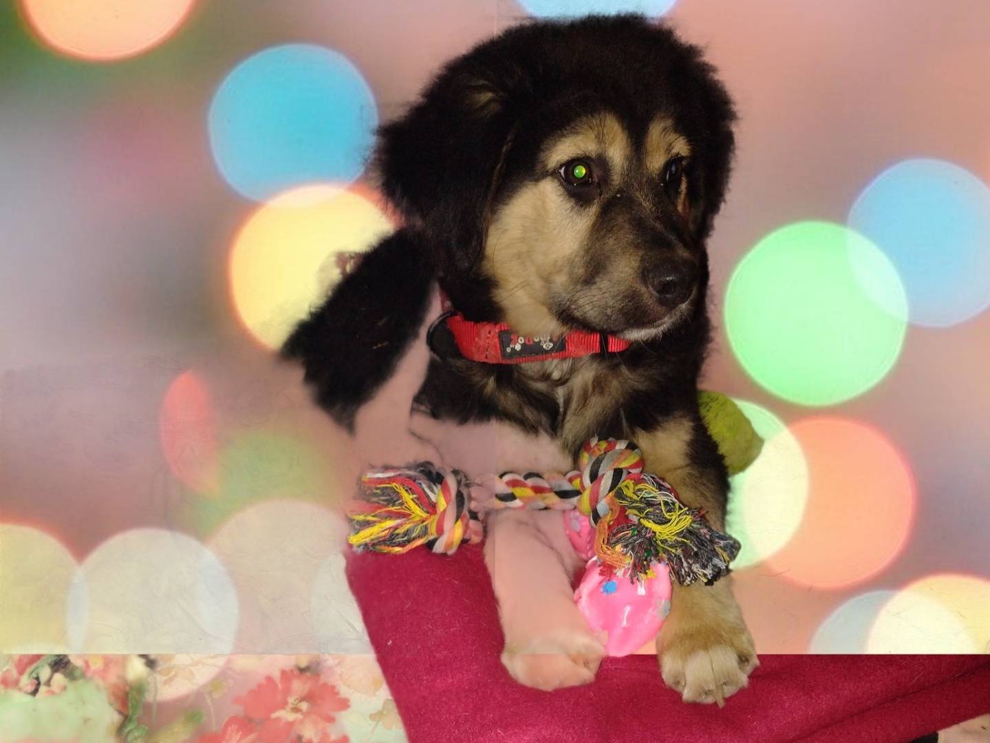 Adotta il cane Remì  a Catania