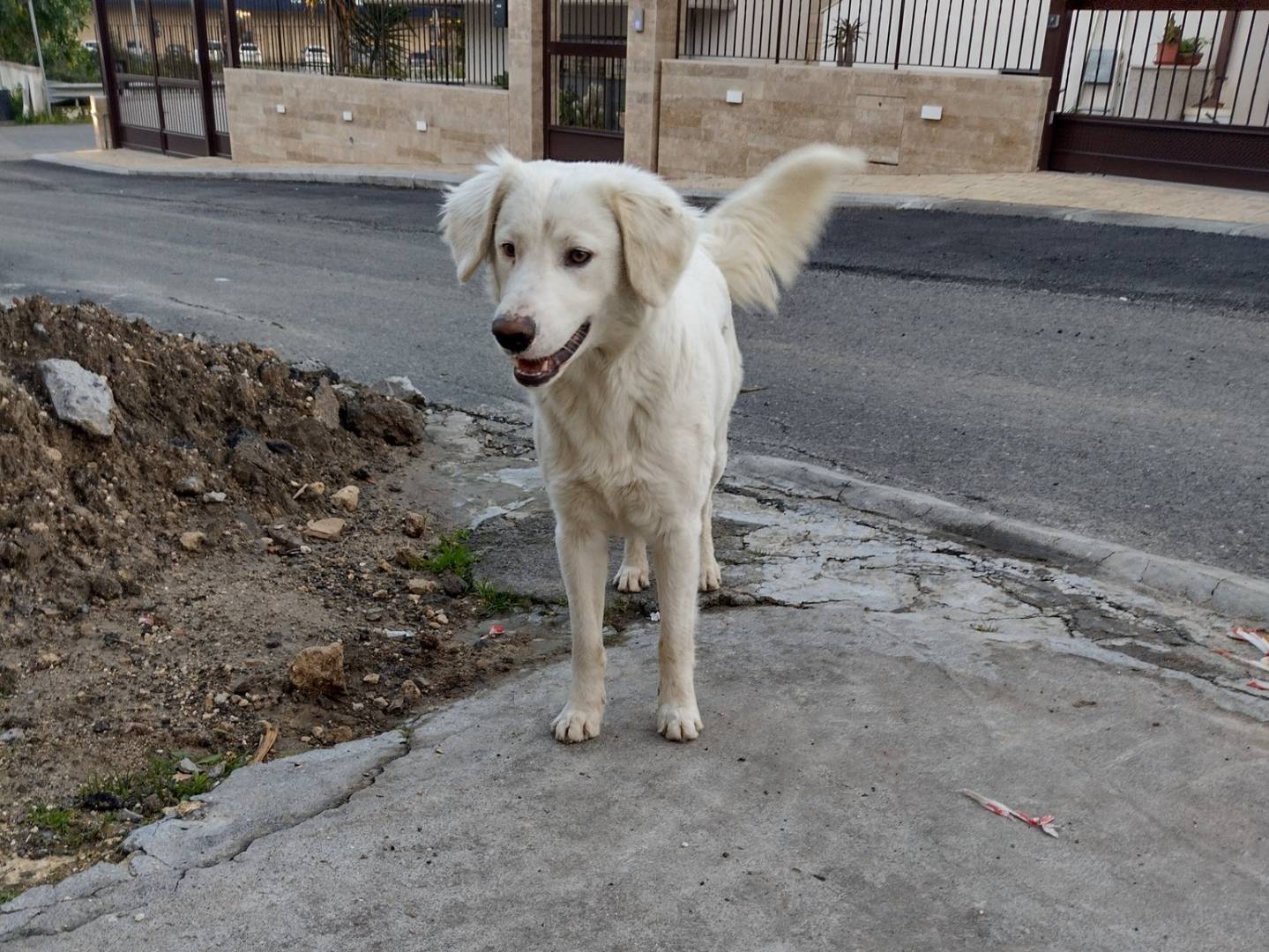 Foto dell'animale