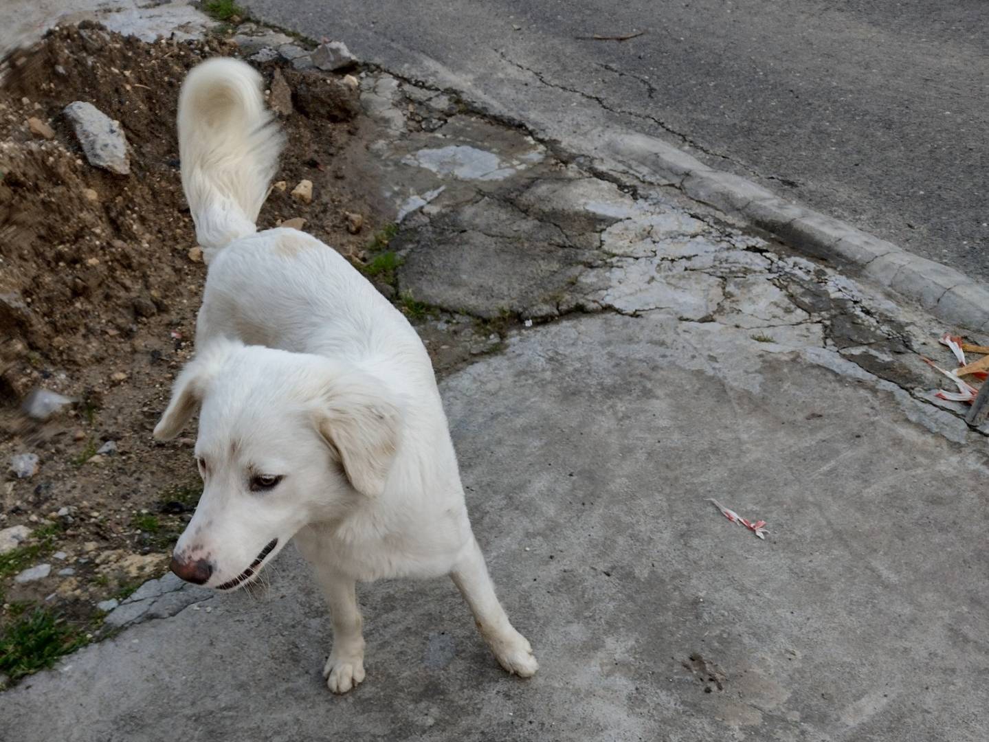 Adotta un cane, maschio, 8 mesi, Catania
