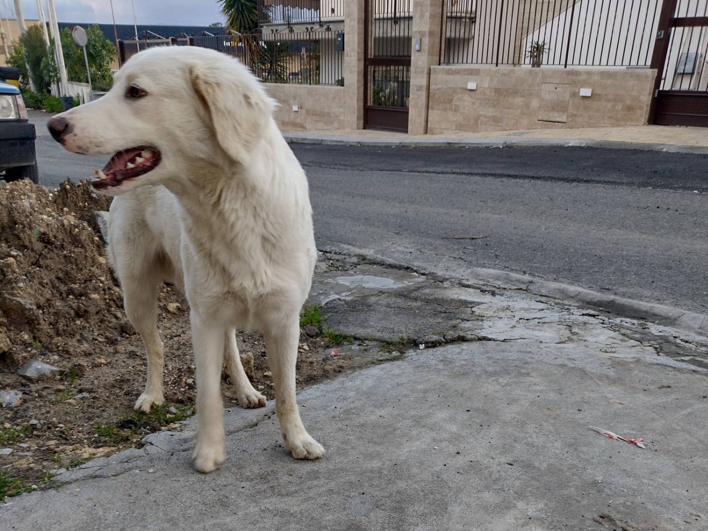 Adotta un cane, taglia media, maschio, Catania