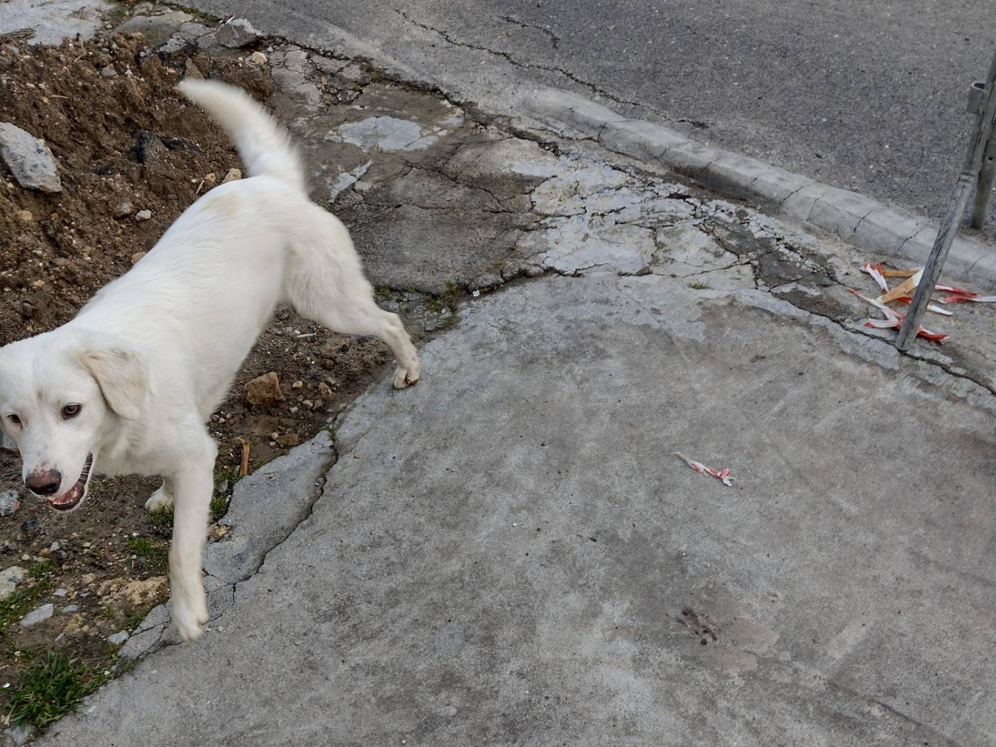 Vuoi adottare un cane a Catania?