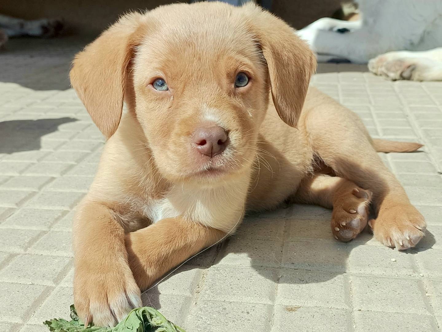 Foto dell'animale