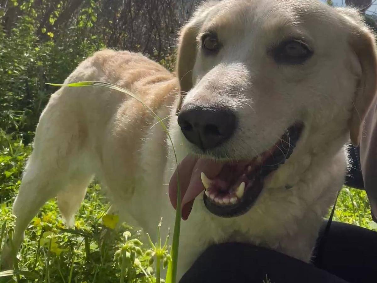 Adotta un cane, taglia media, femmina, Vibo