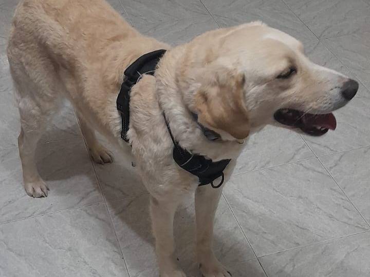 Adotta il cane UNA FAMIGLIA PER NEVE a Vibo