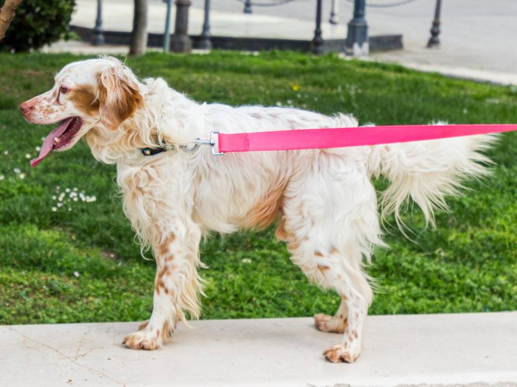 Adotta un cane, maschio, 4 anni  e 9 mesi , Chieti